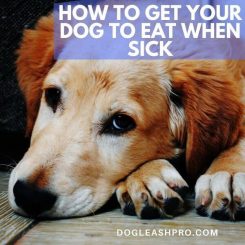 how to get your dog to eat when sick