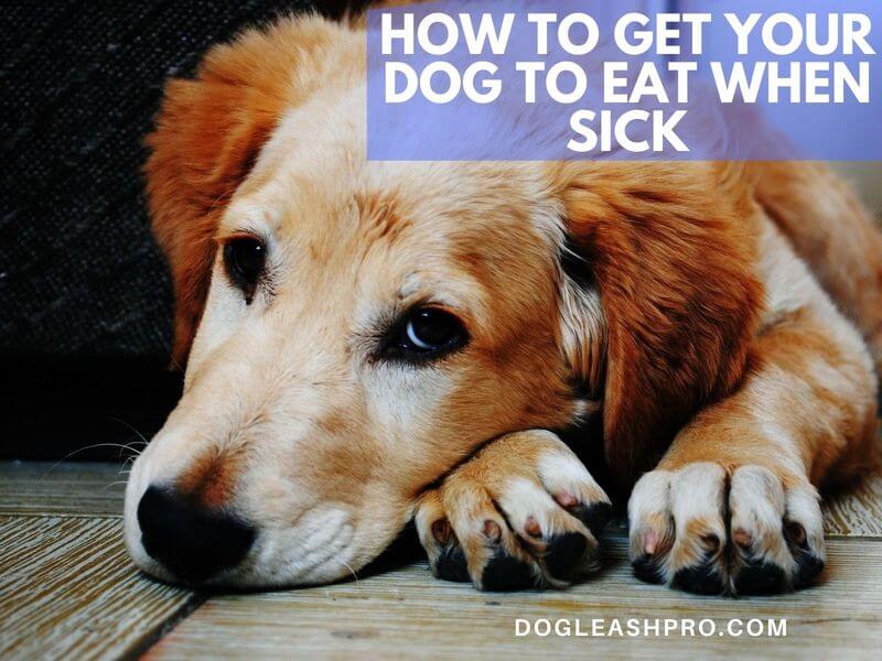 how to get your dog to eat when sick