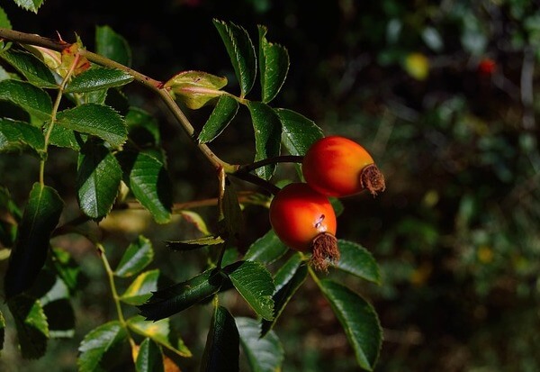 how to prepare goji berries