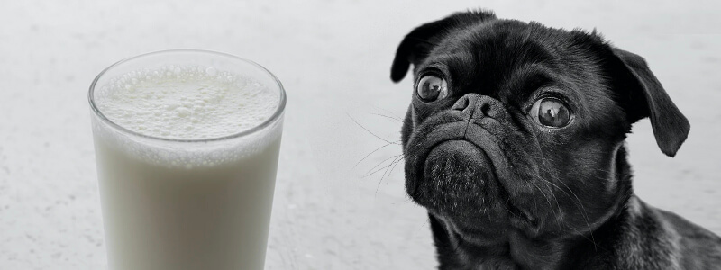 ensure and its lactose effect on dogs