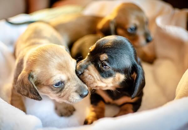 how long can a 3 week old puppy go without eating