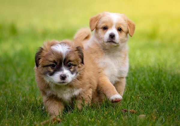 how long can a 3 week old puppy go without eating