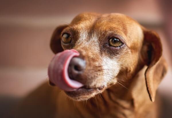 puppy eating whipped cream