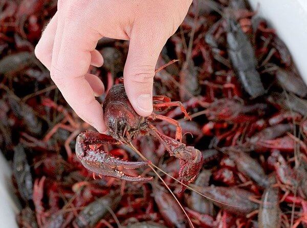 eating raw crawfish