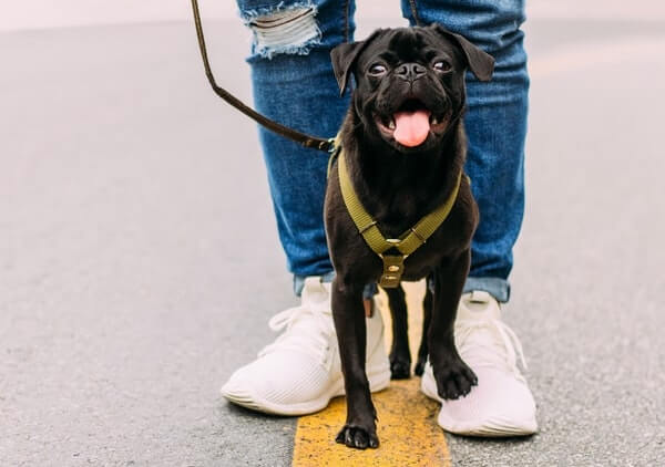 why does my dog walk between my legs