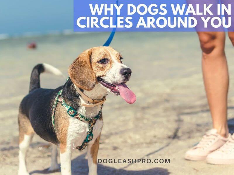 what does it mean when a dog goes in circles