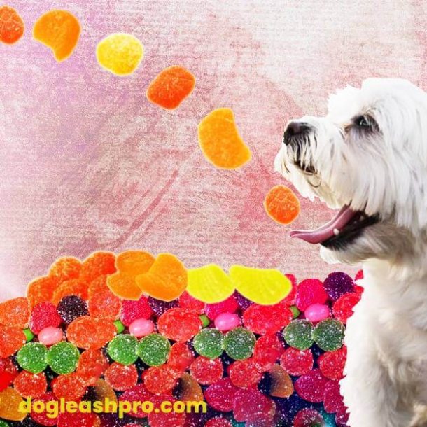 Can Dogs Eat Fruit Snacks? (Incl. Welch’s Fruit Snacks) Dog Leash Pro