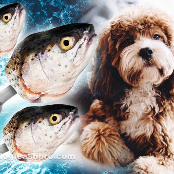 can-dogs-eat-fish-heads-dog-leash-pro