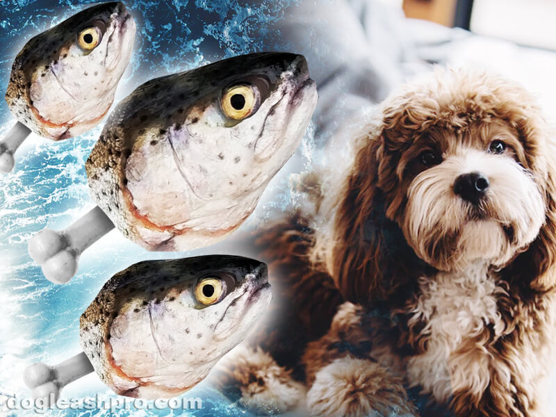 are fish pellets bad for dogs