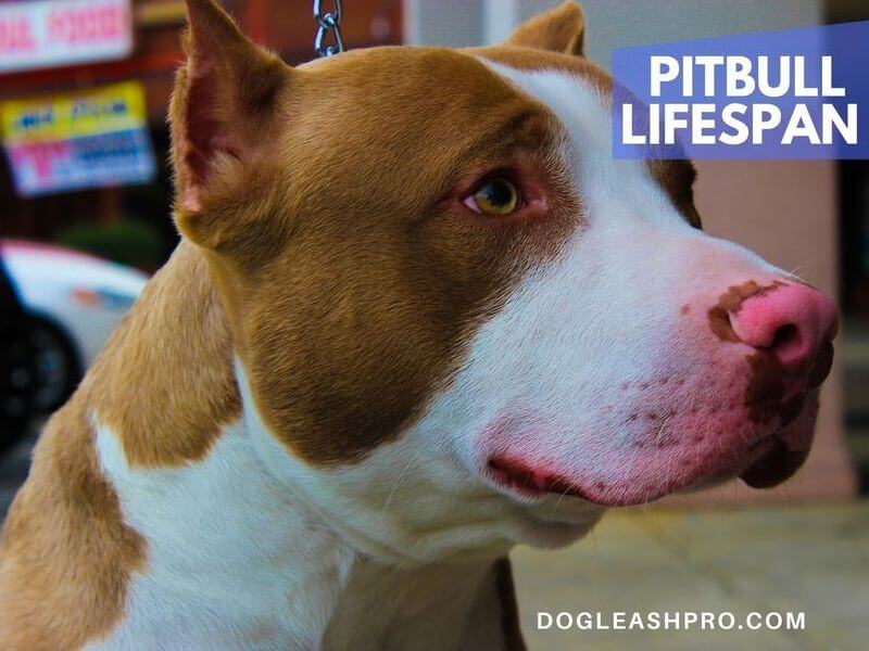 Pitbull Lifespan How Long Do Pit Bulls Live Dog Leash Pro