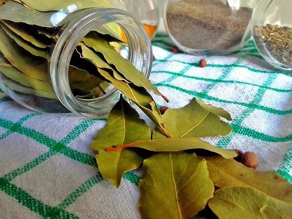 are bay leaves poisonous to dogs