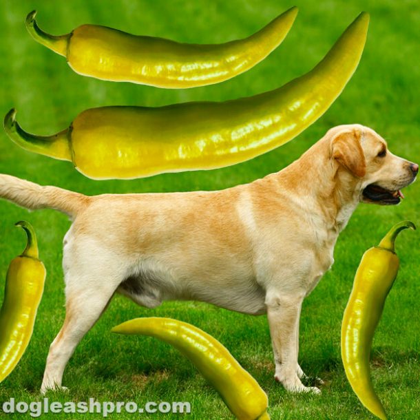 Can Dogs Eat Banana Peppers? Dog Leash Pro