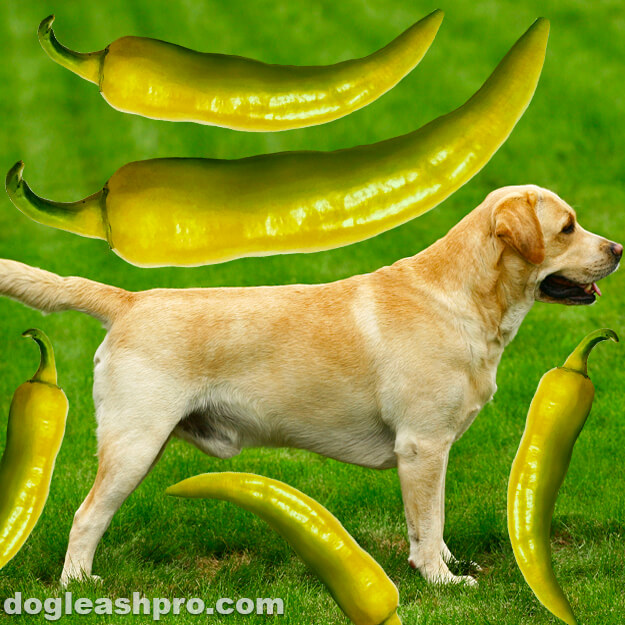 can dogs eat banana peppers