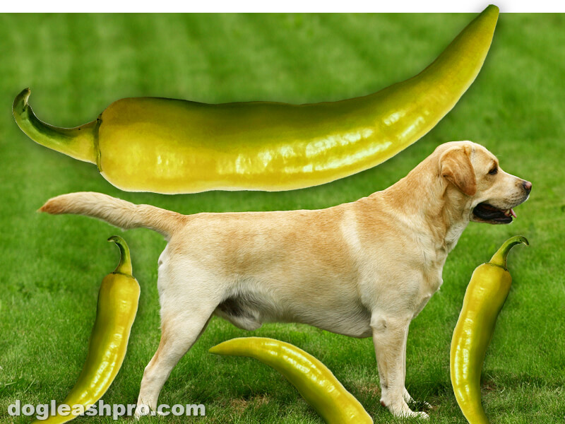 are green bell peppers good for dogs