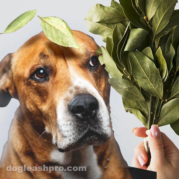 Can Dogs Eat Bay Leaves? Are Bay leaves bad for dogs? Dog Leash Pro