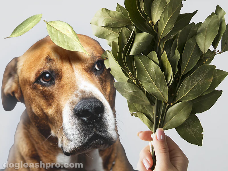 can dogs eat bay leaves