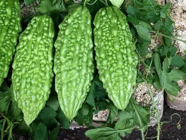 benefits of bitter gourd for dogs