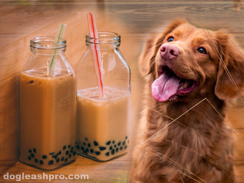 can dogs eat boba
