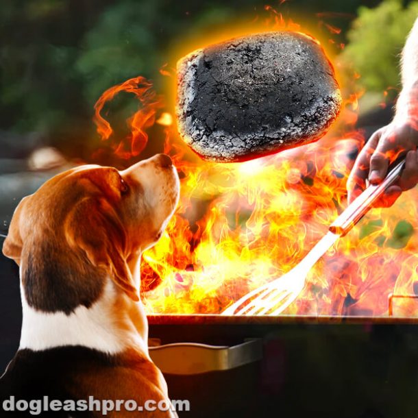 Can Dogs Eat Charcoal? Dog Leash Pro