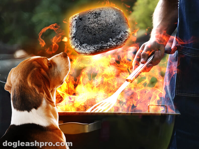 is charcoal safe for dogs