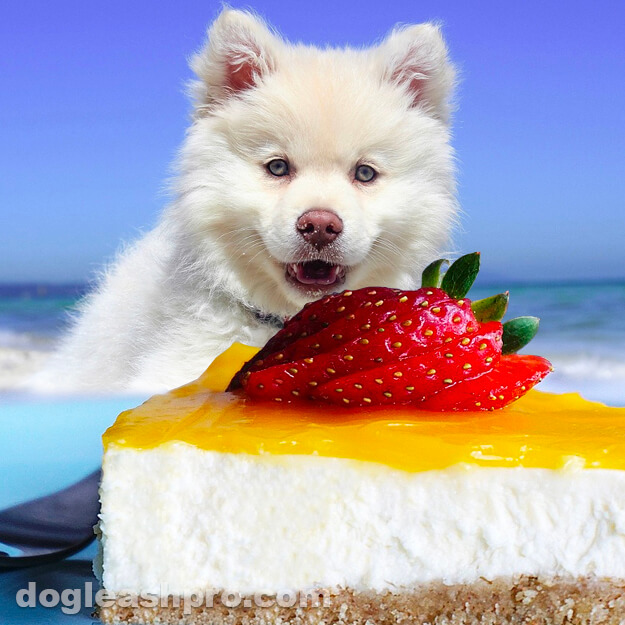 can a dog eat cake