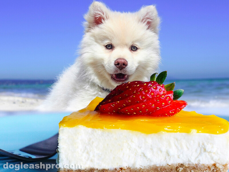 can dogs eat cheesecake