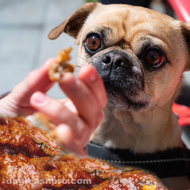 can dogs eat chicken skin