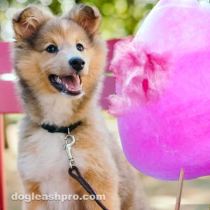 can dogs eat cotton candy