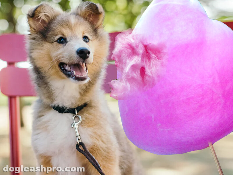 can dogs digest cotton balls