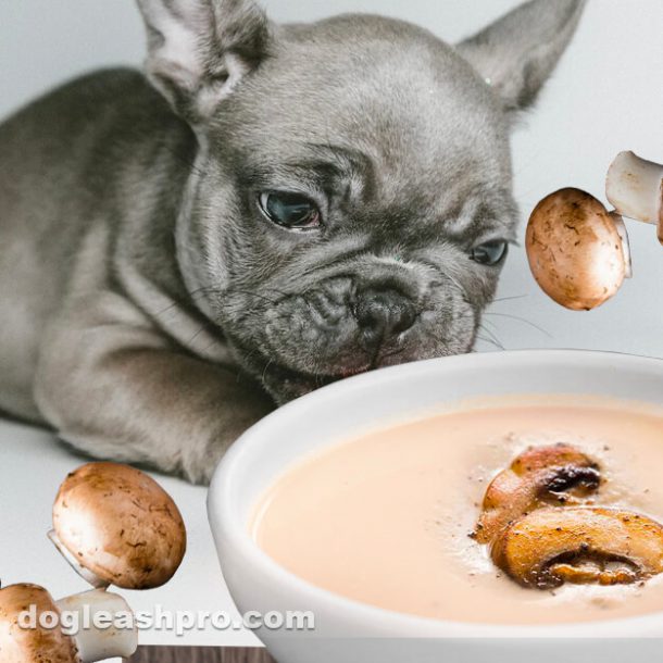 Can Dogs Eat Cream Of Mushroom Soup? The Creamy Truth! - Dog Leash Pro