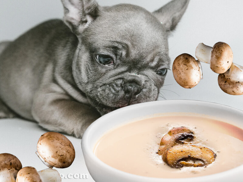 Can Dogs Eat Cream Of Mushroom Soup The Creamy Truth Dog Leash Pro