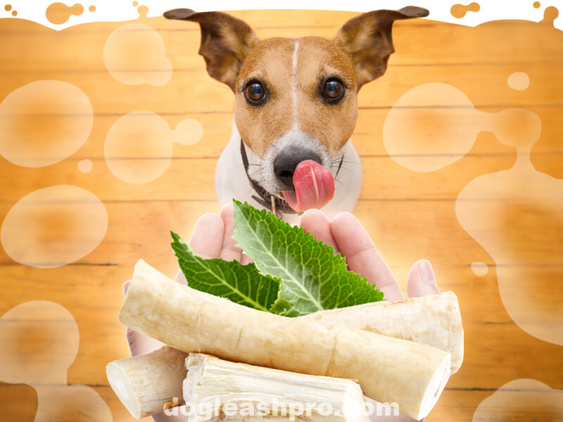 can dogs eat horseradish