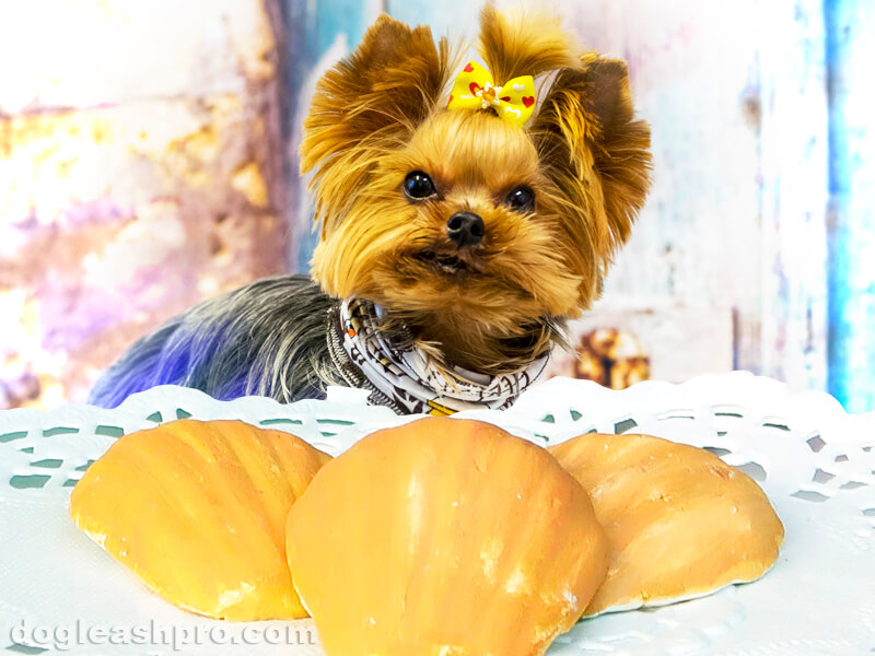 can dogs eat madeleines