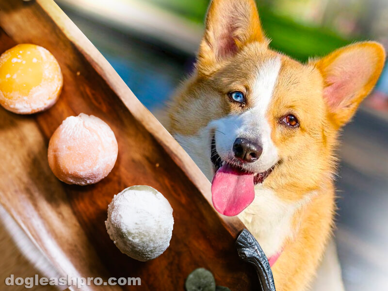 can dogs eat mochi