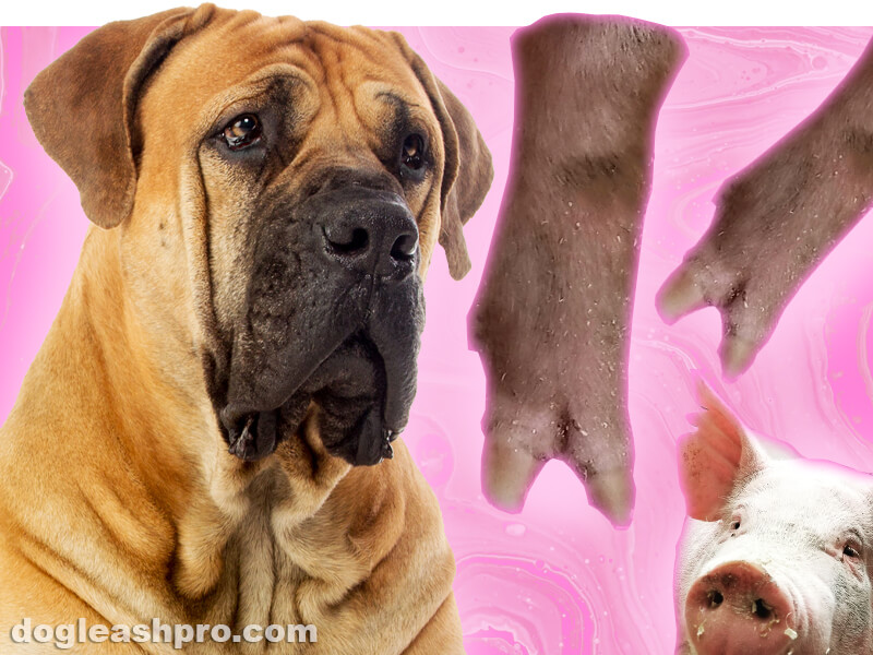 are pigs feet bad for dogs