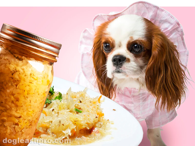 Can Dogs Eat Sauerkraut? The Good, The Bad, & The Sour! - Dog Leash Pro