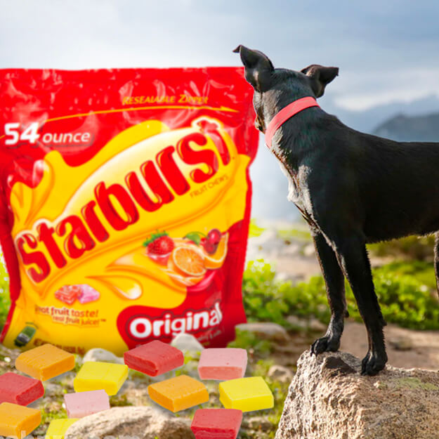 can dogs eat starburst