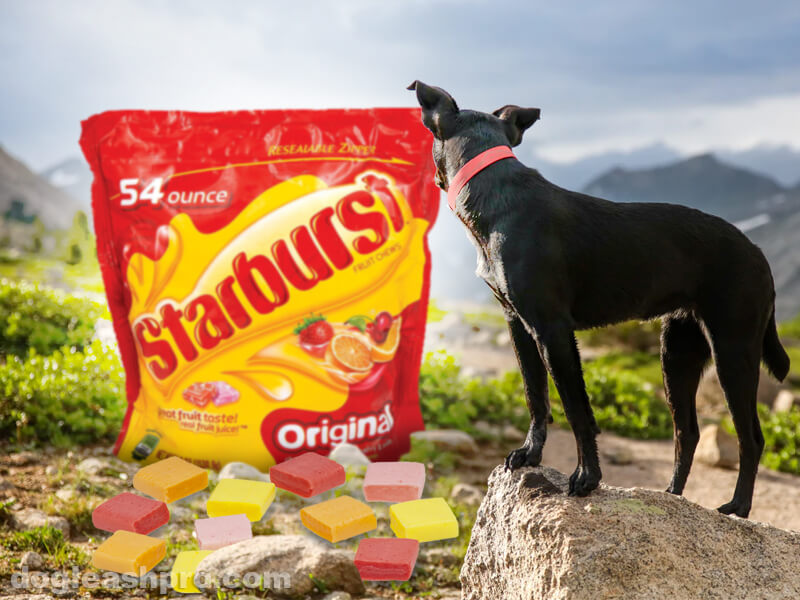 can dogs eat starburst