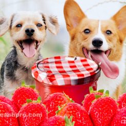 can dogs eat strawberry jam