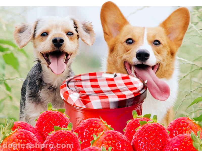 Can Dogs Eat Strawberry Jam? The Not So Sweet Truth!