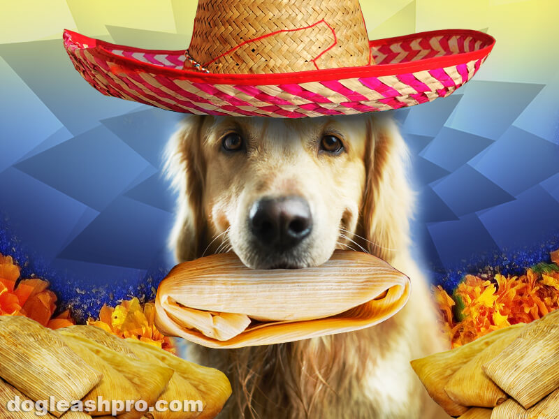 are corn husks bad for dogs