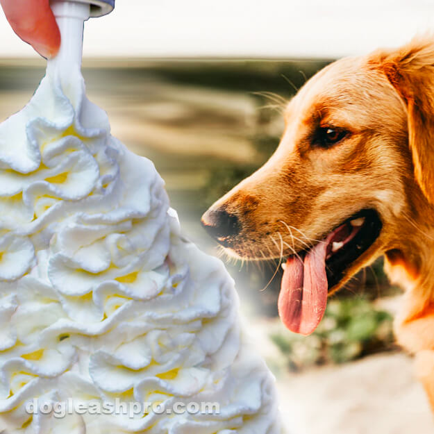can dogs eat whipped cream