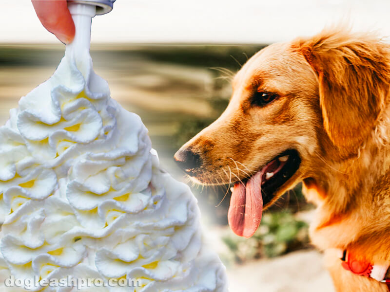 can dogs eat whipped cream