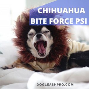 chihuahua bite force psi