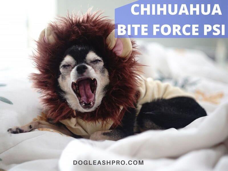 bite force of chihuahua