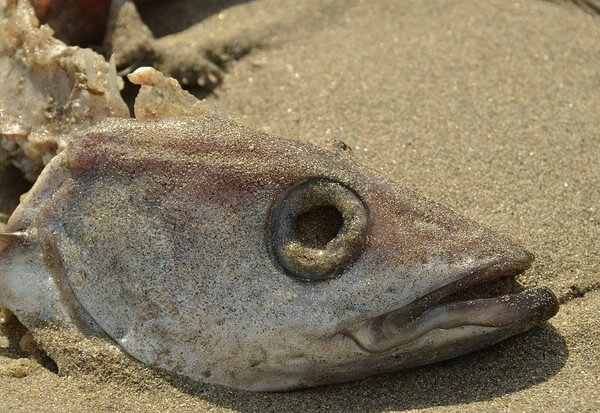 feeding my dog cooked salmon fish heads