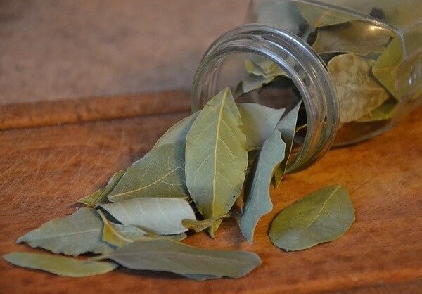 are bay leaves poisonous to humans and dogs