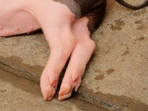 Can Dogs Eat Pig Feet? - Dog Leash Pro