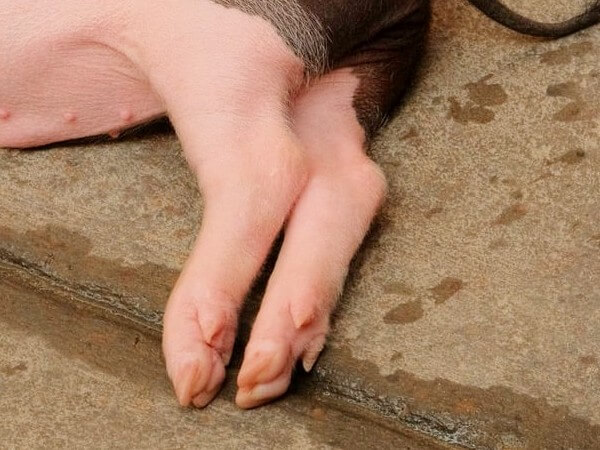 are pig hooves safe for dogs