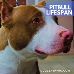 pitbull lifespan